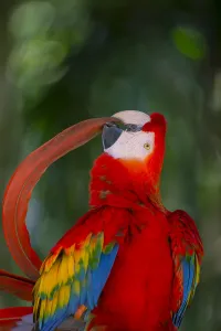 Scarlet Macaw (Ara macao) preening tail feather, Pantanal, Brazil Scarlet Macaw (Ara macao) preening tail feather, Pantanal, Brazil