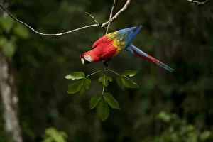 Scarlet Macaw Collection: Scarlet macaw (Ara macao) in rainforest Tambopata National Reserve, Peru