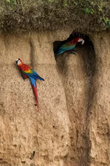Scarlet macaw (Ara macao) and Red and green macaw (Ara chloroptera) eating clay close