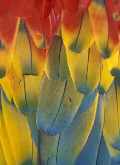 Scarlet Macaw feathers close up {Ara macao} Native South Mexico to Amazonia (Brazil)