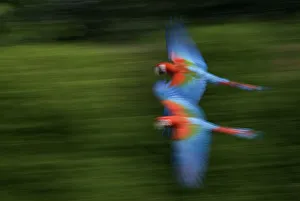 Two Scarlet macaws (Ara macao) flying, captive Two Scarlet macaws (Ara macao) flying, captive