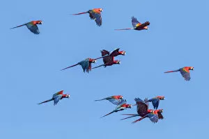Scarlet Macaw Collection: Scarlet macaws (Ara macao) and Red and green macaws (Ara chloroptera) flying over