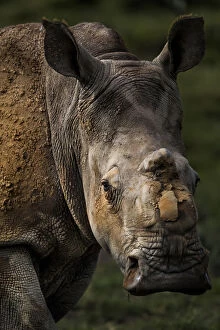 White Rhinoceros Gallery: Scarred face of a white rhinoceros (Ceratotherum simum) that survived an attack by