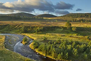 Scattered Scots pine trees (Pinus sylvestris) beside the Dorback Burn, Dorback Estate Scattered Scots pine trees (Pinus sylvestris) beside the Dorback Burn, Dorback Estate