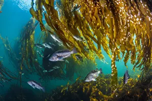 School of black rockfish (Sebastes melanops) shelter in a Bull kelp forest School of black rockfish (Sebastes melanops) shelter in a Bull kelp forest