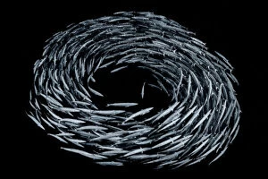 Actinopterygii Gallery: School of Blackfin barracuda (Sphyraena qenie) forming circle in open water off the wall