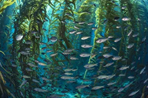 School of Blacksmith fish (Chromis punctipinnis) swim through a giant kelp (Macrocystis School of Blacksmith fish (Chromis punctipinnis) swim through a giant kelp (Macrocystis
