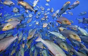 School of Bohar snappers (Lutjanus bohar) Shark Reef, Ras Mohammed Marine Park, Sinai School of Bohar snappers (Lutjanus bohar) Shark Reef, Ras Mohammed Marine Park, Sinai