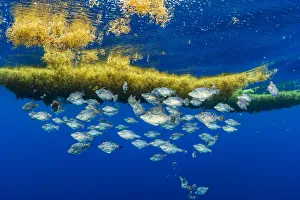 A school of filefifsh take shelter and feed on invertebrates (bottom of frame A school of filefifsh take shelter and feed on invertebrates (bottom of frame