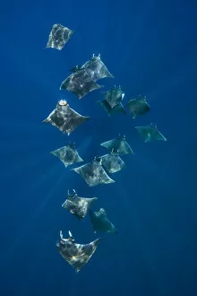 Elasmobranchii Gallery: A school of lesser devil rays (Mobula hypostoma) flying through sunbeams as they feed