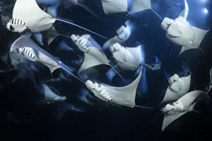 School of Munks devil ray (Mobula munkiana), feeding on plankton at night School of Munks devil ray (Mobula munkiana), feeding on plankton at night