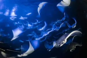 School of Munks devil ray, pygmy devil ray, (Mobula munkiana) School of Munks devil ray, pygmy devil ray, (Mobula munkiana)