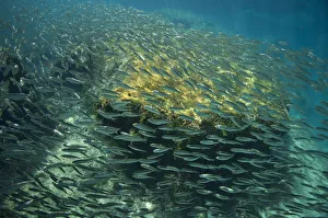 School of Scaled herring or Scaled sardine (Harengula clupeola), entering from the School of Scaled herring or Scaled sardine (Harengula clupeola), entering from the