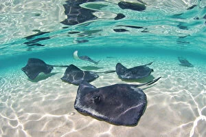 Images Dated 10th April 2005: A school of Southern stingrays (Hypanus americanus) on a sand bar, Grand Cayman, Cayman Islands