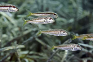 A school of striped red mullet or surmullet (Mullus surmuletus) swim over seagrass meadow A school of striped red mullet or surmullet (Mullus surmuletus) swim over seagrass meadow