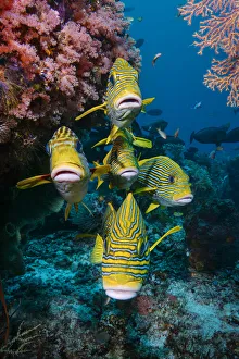 School of Yellow-ribbon sweetlips (Plectorhinchus polytaenia) swimming with the current, Raja Ampat, Indonesia School of Yellow-ribbon sweetlips (Plectorhinchus polytaenia) swimming with the current, Raja Ampat, Indonesia