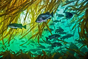 Schooling rockfishes (Sebastes spp.) with Bull kelp (Nereocystis luetkeana) Schooling rockfishes (Sebastes spp.) with Bull kelp (Nereocystis luetkeana)