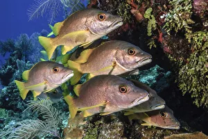 Schoolmaster snapper (Lutjanus apodus) school in the reef, Little Cayman island, Cayman Islands Schoolmaster snapper (Lutjanus apodus) school in the reef, Little Cayman island, Cayman Islands