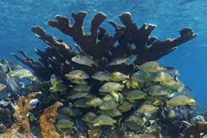 Schoolmaster snapper (Lutjanus apodus) and Bluestriped grunt (Haemulon sciurus Schoolmaster snapper (Lutjanus apodus) and Bluestriped grunt (Haemulon sciurus