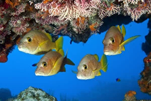 Images Dated 19th January 2010: Schoolmaster snapper (Lutjanus apodus) school, under a coral ledge, Snapper Hole