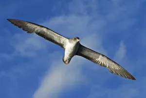 Scopolis shearwater (Calonectris diomedea) in flight. Tenerife, Canary Islands Scopolis shearwater (Calonectris diomedea) in flight. Tenerife, Canary Islands