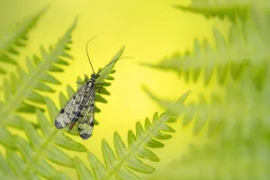 Scorpion fly (Panorpa sp.) female, basking on bracken, Broxwater, Cornwall, UK. May Scorpion fly (Panorpa sp.) female, basking on bracken, Broxwater, Cornwall, UK. May