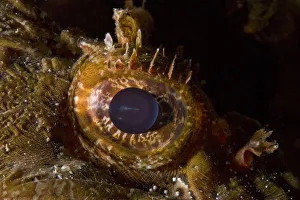 Scorpionfish (Scorpaena porcus) close-up of eye, Larvotto Marine Reserve, Monaco Scorpionfish (Scorpaena porcus) close-up of eye, Larvotto Marine Reserve, Monaco