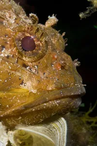 Scorpionfish (Scorpaena porcus) portrait, lying on the artificial reef, Larvotto Marine Reserve Scorpionfish (Scorpaena porcus) portrait, lying on the artificial reef, Larvotto Marine Reserve