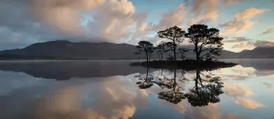 Scots Pine Trees Print, Loch Maree Reflection