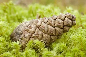 Images Dated 24th November 2011: Detail of Scots pine (Pinus sylvestris) cone on moss, Abernethy Forest, Cairngorms NP