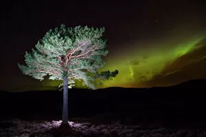 Upland Gallery: Scots pine (Pinus sylvestris) with Northern lights / Aurora borealis lighting up