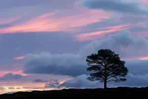 Scots Pine (Pinus sylvestris) silhouetted at dawn, Cairngorms National Park, Scotland Scots Pine (Pinus sylvestris) silhouetted at dawn, Cairngorms National Park, Scotland
