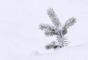 Scots Pine (Pinus sylvestris) tree seedling in snow, Abernethy Forest RSPB Reserve Scots Pine (Pinus sylvestris) tree seedling in snow, Abernethy Forest RSPB Reserve