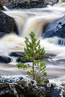 Scots pine sapling (Pinus sylvestris) growing on rocky island Scots pine sapling (Pinus sylvestris) growing on rocky island