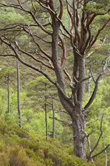 Scots pine tree (Pinus sylvestris) in natural woodland, Beinn Eighe NNR, Highlands Scots pine tree (Pinus sylvestris) in natural woodland, Beinn Eighe NNR, Highlands