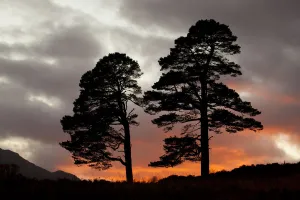Two Scots pine trees (Pinus sylvestris) silhouetted at sunset, Glen Affric, Scotland Two Scots pine trees (Pinus sylvestris) silhouetted at sunset, Glen Affric, Scotland