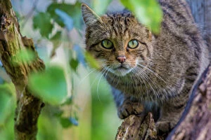 Predatory Gallery: Scottish wildcat (Felis silvestris grampia) captive, endemic to Scotland. September