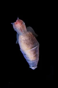 Sea angel (Clione limacina), Antarctic Peninsula, Antarctica Sea angel (Clione limacina), Antarctic Peninsula, Antarctica