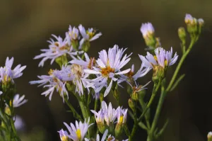 Sea aster (Tripolium pannonicum) in flower, Abbotts Hall Farm Nature Reserve, Essex Sea aster (Tripolium pannonicum) in flower, Abbotts Hall Farm Nature Reserve, Essex