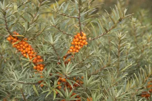 Sea Buckthorn (Hippophae rhamnoides) with ripe berries, Norfolk, England, UK, September Sea Buckthorn (Hippophae rhamnoides) with ripe berries, Norfolk, England, UK, September