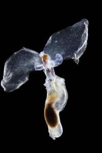 Sea butterfly (Hyalocylix striata) captive from Atlantic Ocean off Cape Verde Sea butterfly (Hyalocylix striata) captive from Atlantic Ocean off Cape Verde