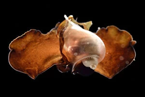 Images Dated 8th December 2015: Sea butterfly (Peraclis bispinosa) captive deep sea species from Atlantic Ocean off