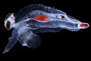 Sea elephant (Cardiopoda placenta), marine pelagic gastropod mollusc in the family Sea elephant (Cardiopoda placenta), marine pelagic gastropod mollusc in the family