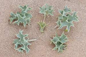 Sea holly (Eryngium maritimum) growing in sand dune, Menorca, Balearic Islands, Spain Sea holly (Eryngium maritimum) growing in sand dune, Menorca, Balearic Islands, Spain