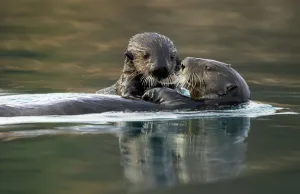 Sea otter (Enhydra lutris) female and pup. Alaska, USA, February Sea otter (Enhydra lutris) female and pup. Alaska, USA, February