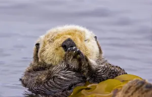 Sea otter (Enhydra lutris) floating on back amongst kelp, sleeping, Barkley Sound Sea otter (Enhydra lutris) floating on back amongst kelp, sleeping, Barkley Sound