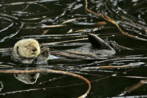 Images Dated 12th August 2011: Sea otter (Enhydra lutris) floating on its back at surface among kelp, Alaska, USA