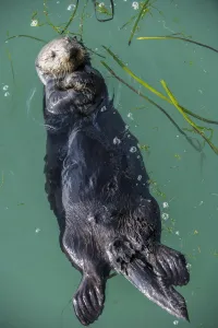 Sea Otter, (Enhydra lutris), young male, Elkhorn Slough, California, USA. January Sea Otter, (Enhydra lutris), young male, Elkhorn Slough, California, USA. January