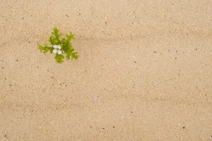 Sea rocket (Cakile maritima) in flower, El Jable sand dunes Natural Park, North Fuerteventura Sea rocket (Cakile maritima) in flower, El Jable sand dunes Natural Park, North Fuerteventura