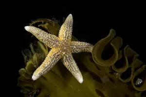 Images Dated 24th September 2007: Sea star (Asterias rubens) on kelp, Vevang, Norway, Atlantic Ocean